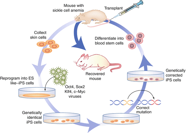 Stem Cell Technology