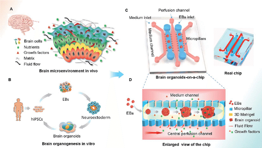 Schematic diagram of the organ-on-a-chip device for 3D culture