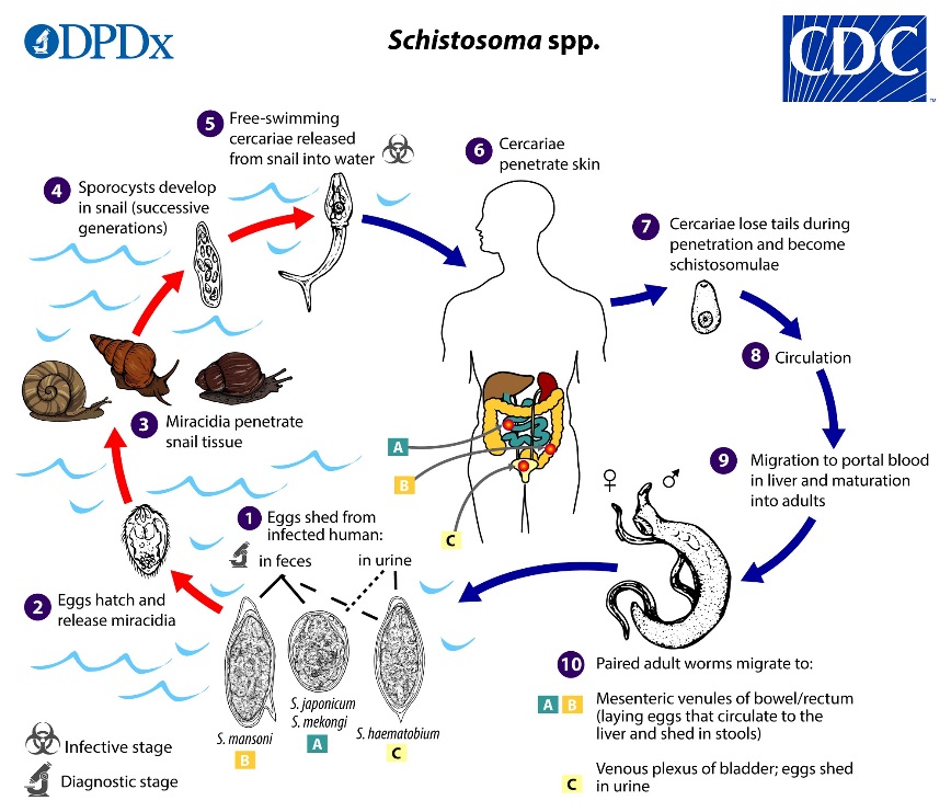 Antibody Detection in Diagnosis of Schistosomiasis Antibody Detection in Diagnosis of Schistosomiasis