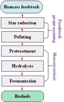 Effects of Biomass Particle Size in Cellulosic Biofuel Production Effects of Biomass Particle Size in Cellulosic Biofuel Production