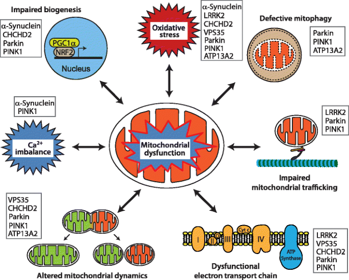 New Insights into Complex Role of Mitochondria in Parkinson's disease New Insights into Complex Role of Mitochondria in Parkinson's disease