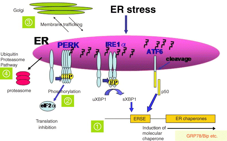 A Neuronal Trigger- Endoplasmic Reticulum Stress on Alzheimer’s Disease A Neuronal Trigger- Endoplasmic Reticulum Stress on Alzheimer’s Disease